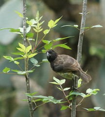 Platyspiza crassirostris