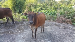 Bos