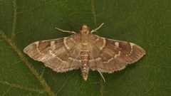 Cryptobotys zoilusalis