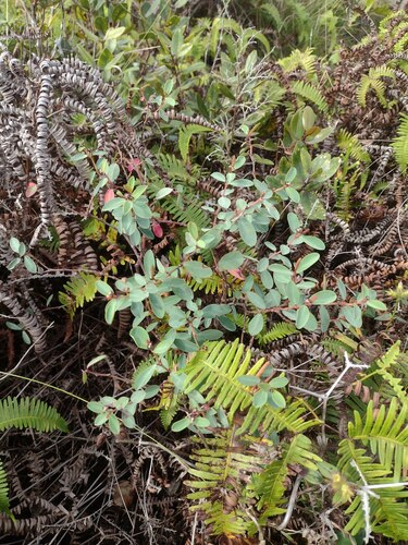 Euphorbia sparsiflora observed 2023-09-12