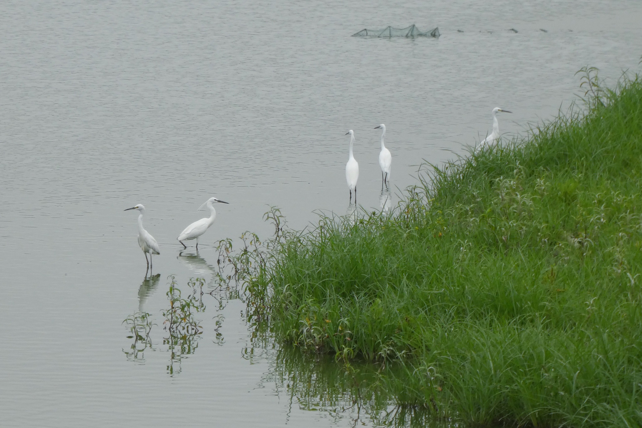 Little Egret
