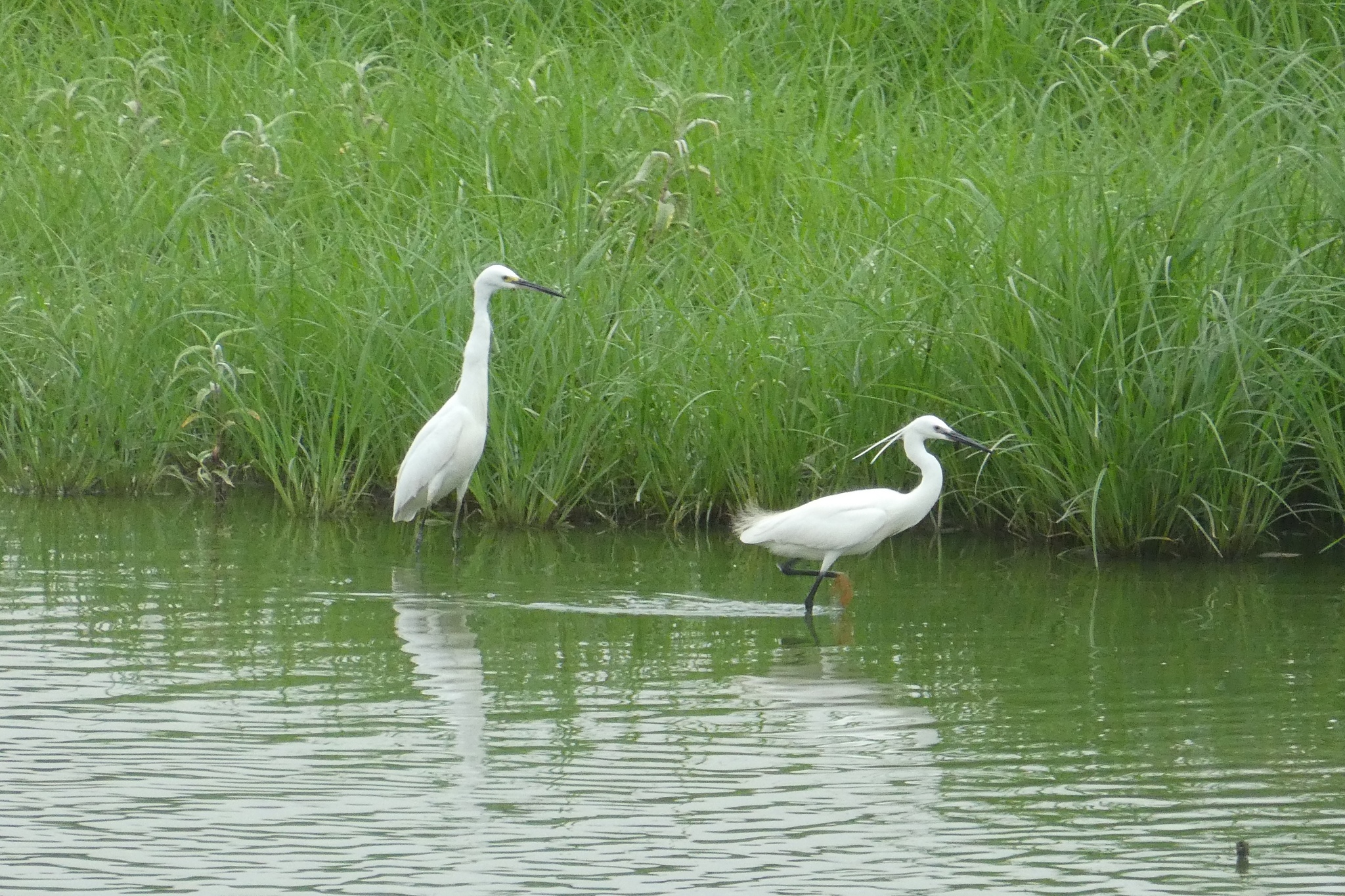 Little Egret
