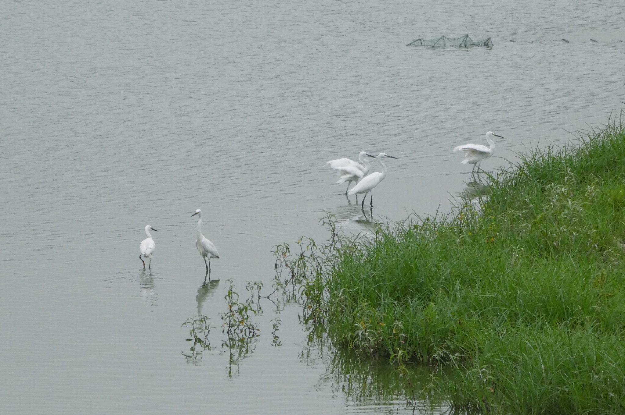 Little Egret
