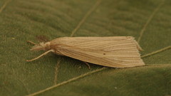 Diatraea venosalis