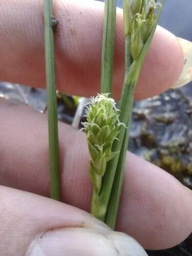 Carex montis-eeka