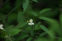 Cardiospermum corindum