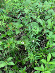 Cardiospermum corindum