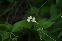 Cardiospermum corindum