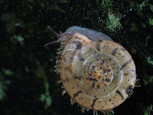 Aegista mackensii