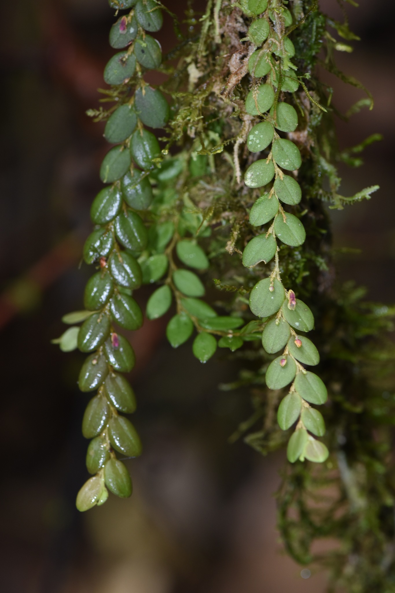 Andinia nummularia · iNaturalist