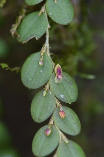Andinia nummularia · iNaturalist