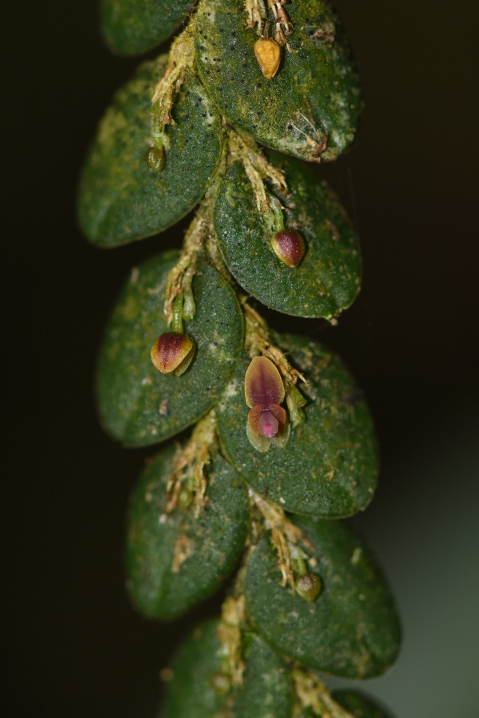 andinia nummularia 垂れ下がり南米着生ランエクアドルミニチュア large.jpg