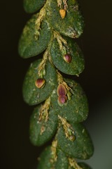 Andinia nummularia