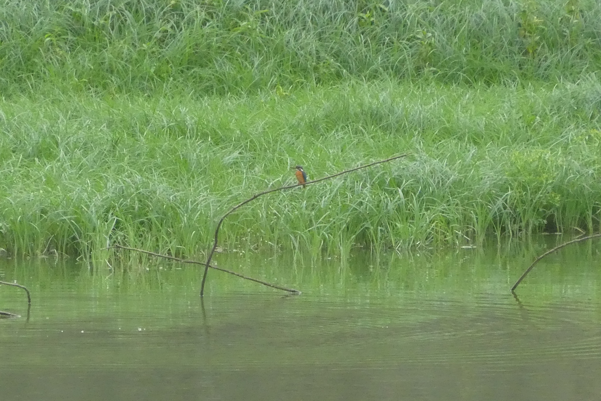 Common Kingfisher