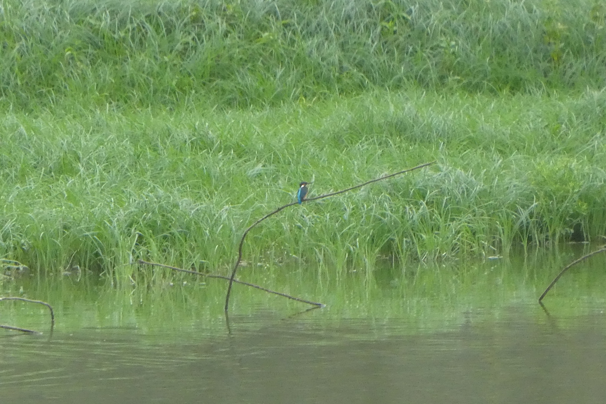 Common Kingfisher