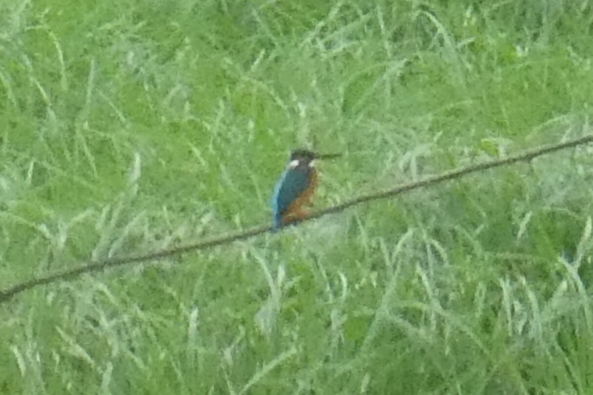 Common Kingfisher