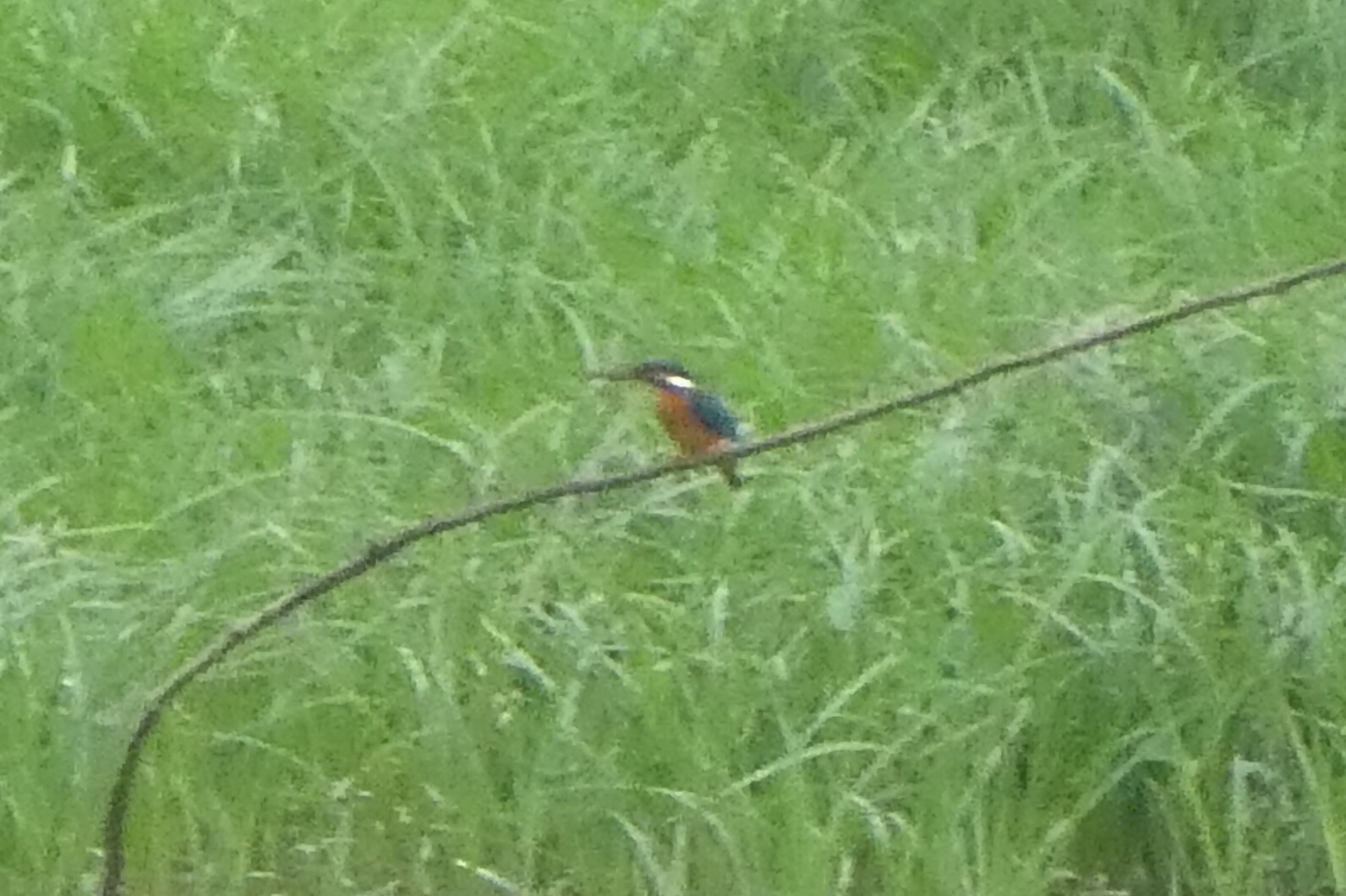 Common Kingfisher