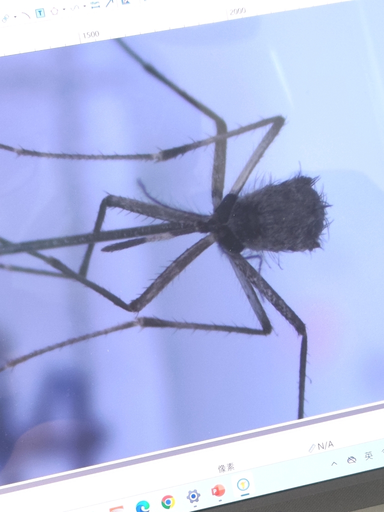 Culex annulus