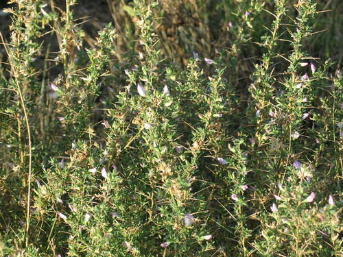 Trnoviti gladiš (Ononis spinosa)