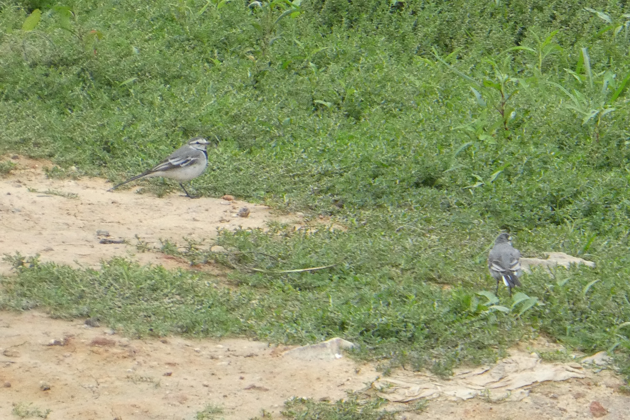 White Wagtail