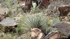 Dasylirion cedrosanum