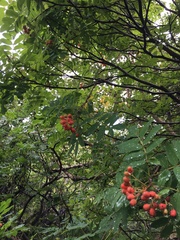 Sorbus matsumurana