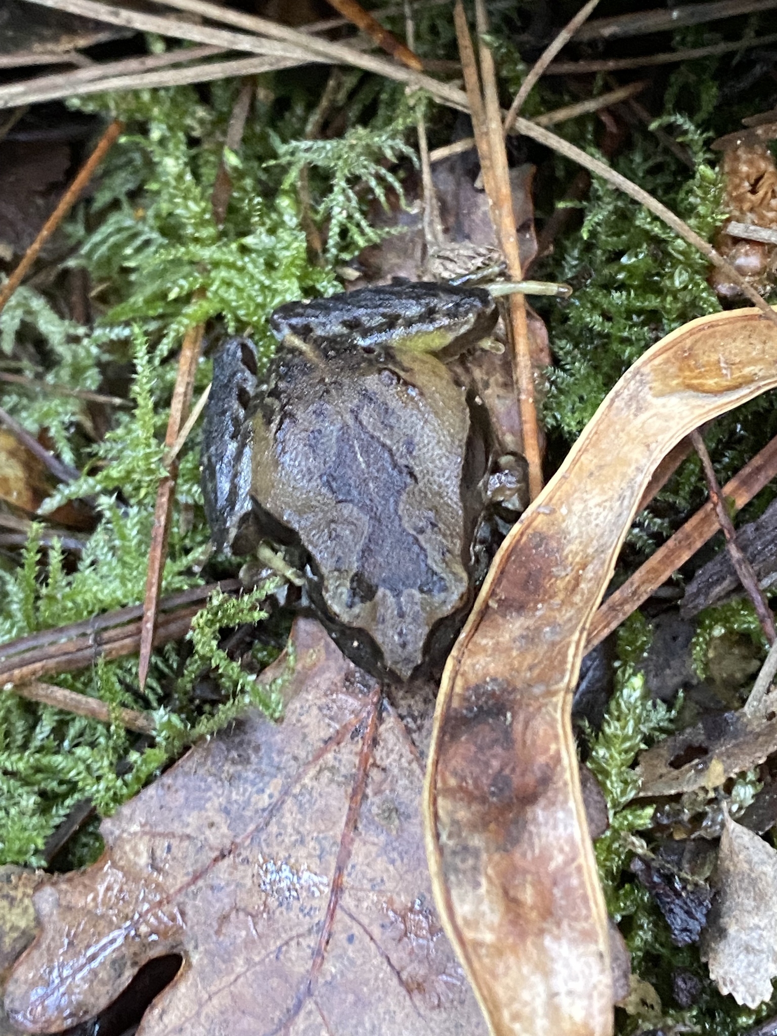 Eupsophus calcaratus (Günther, 1881)