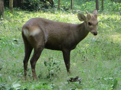 Axis porcinus