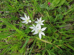 Ornithogalum