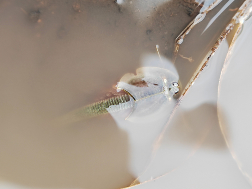 Asian Tadpole Shrimp