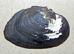 Alasmidonta undulata