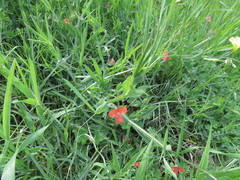 Lathyrus annuus