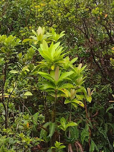 Myrsine fernseei observed 2023-09-13