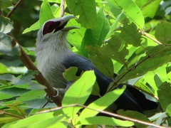 Phaenicophaeus tristis