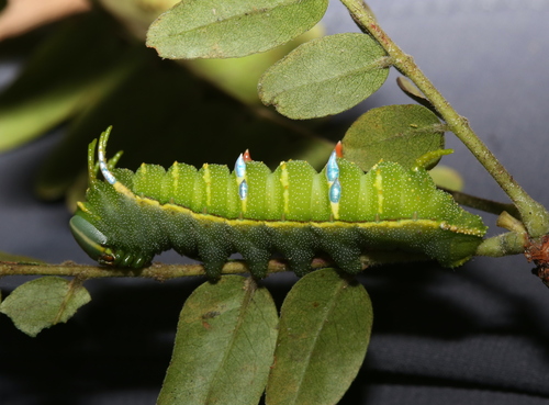 Bisected Honey Locust Moth photo 5