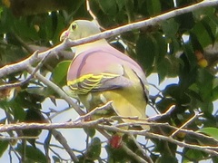 Treron curvirostra