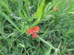 Lathyrus annuus
