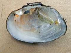 Alasmidonta undulata