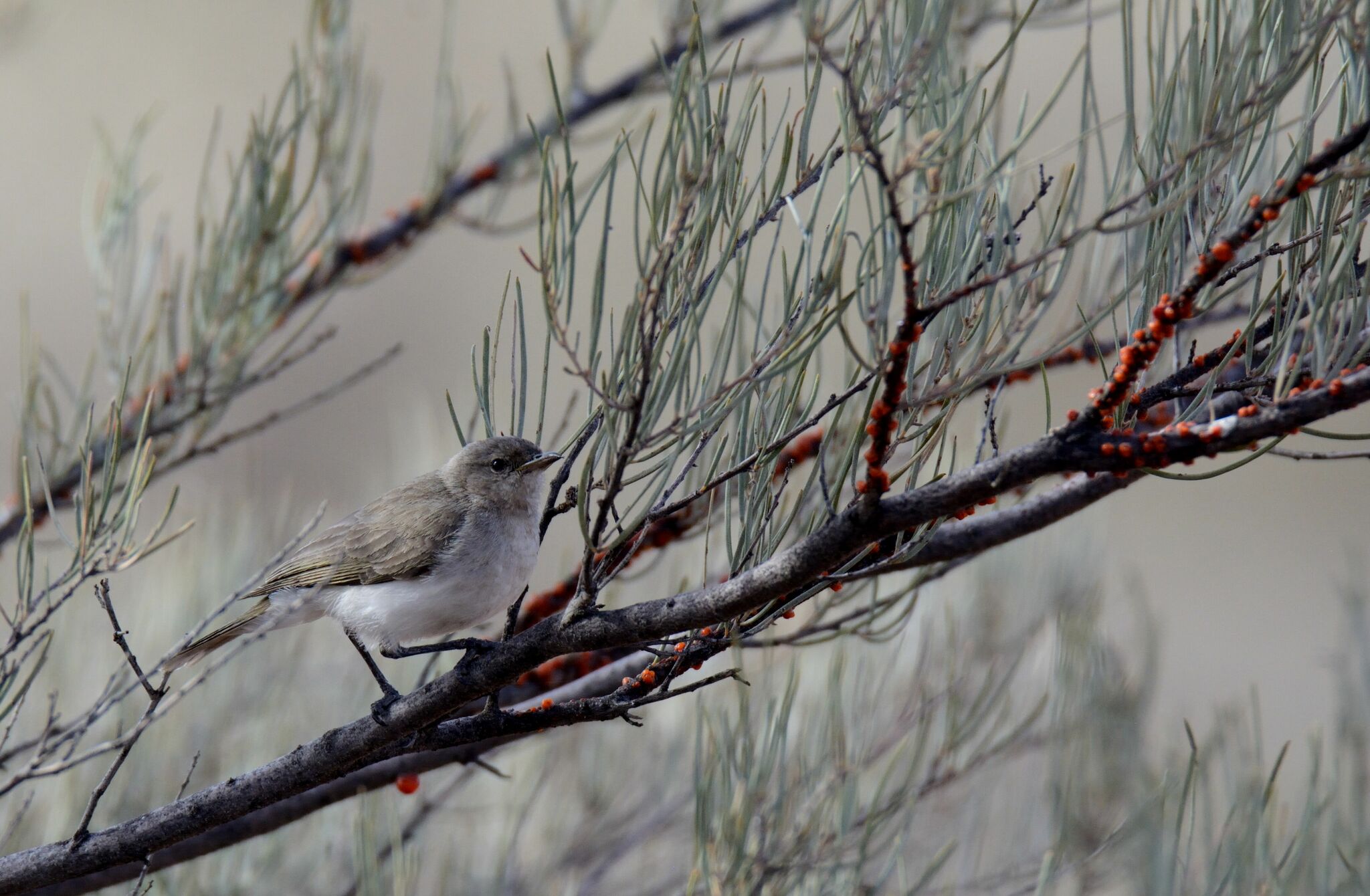 Grey Honeyeater (Conopophila whitei), photo 2