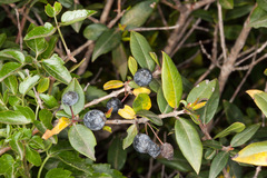 Myrtus communis