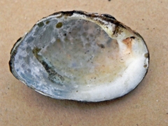 Alasmidonta undulata