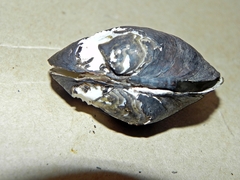 Alasmidonta undulata