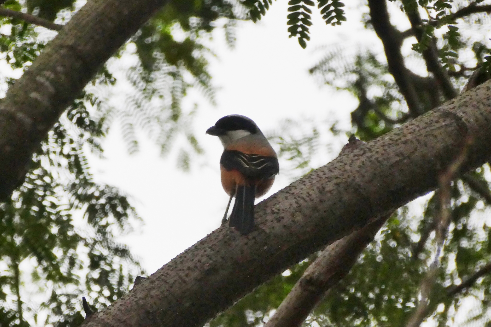 Long-tailed Shrike