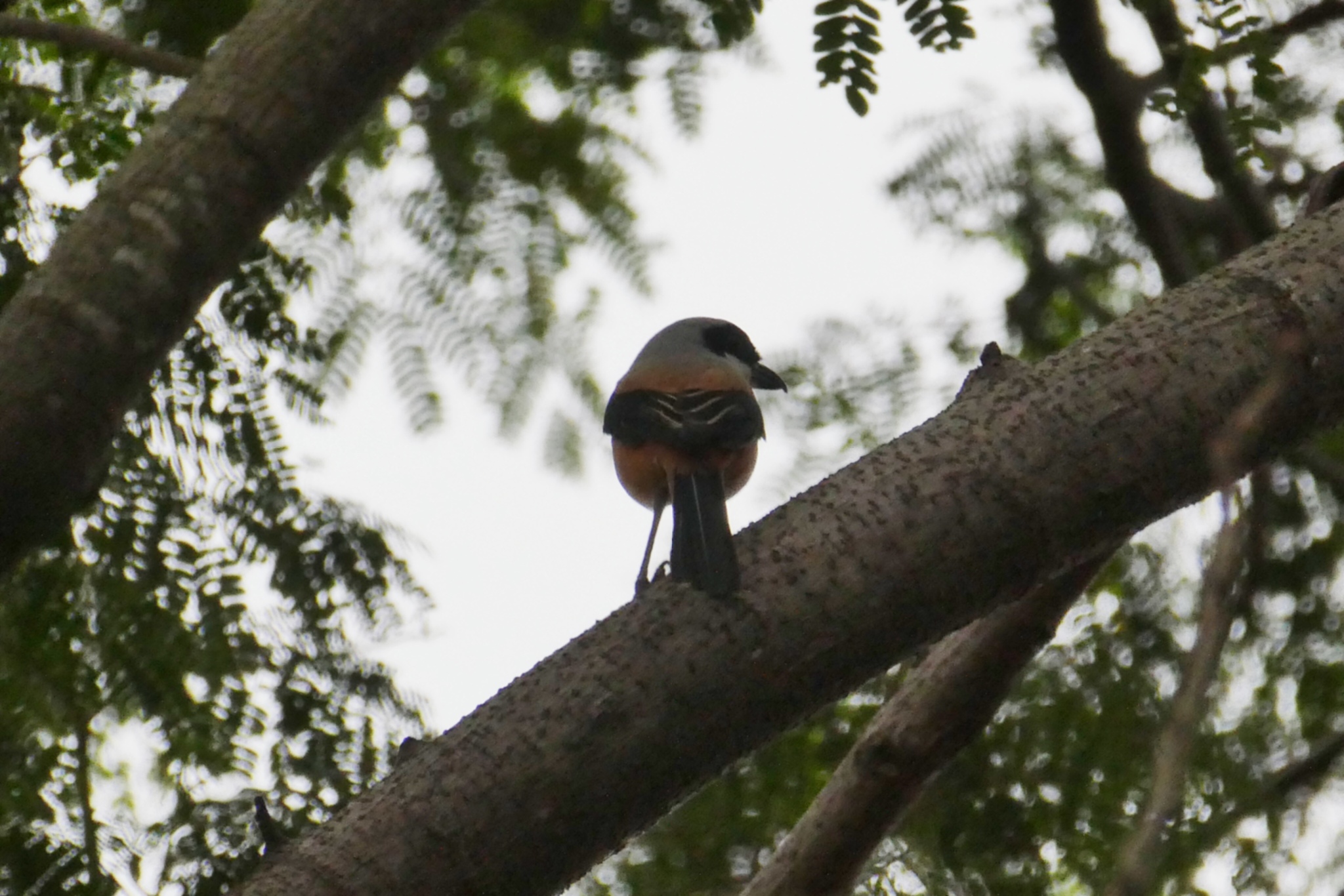 Long-tailed Shrike