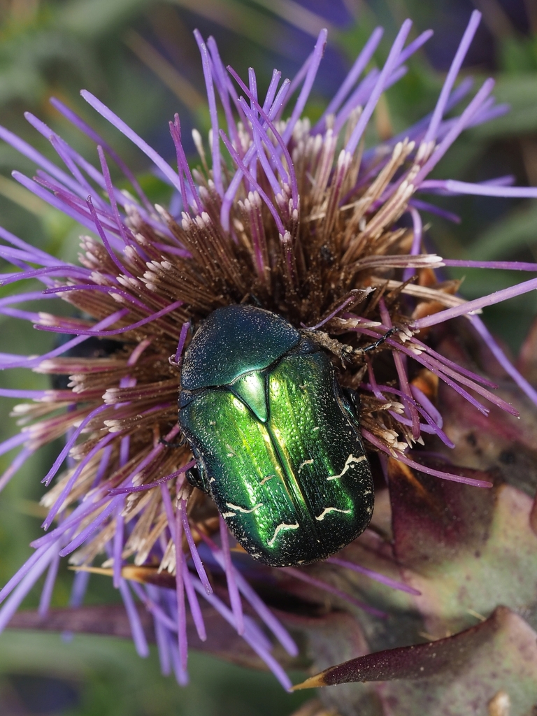 Cetonia aurata aurata