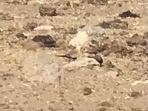 Australian Pratincole (Glareola isabella), photo 9