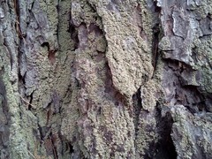 Hypocenomyce scalaris