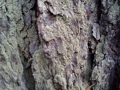 Hypocenomyce scalaris