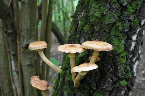 Наблюдение на iNaturalist
