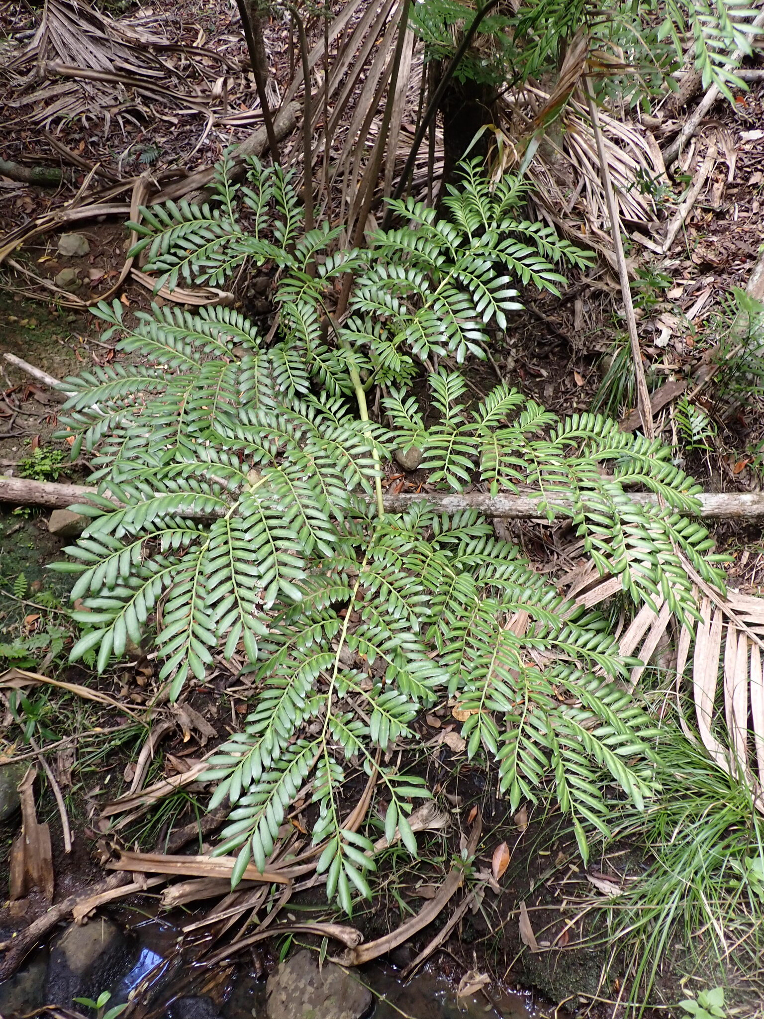 Ptisana howeana